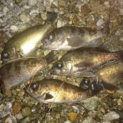 フロートリグのメバル